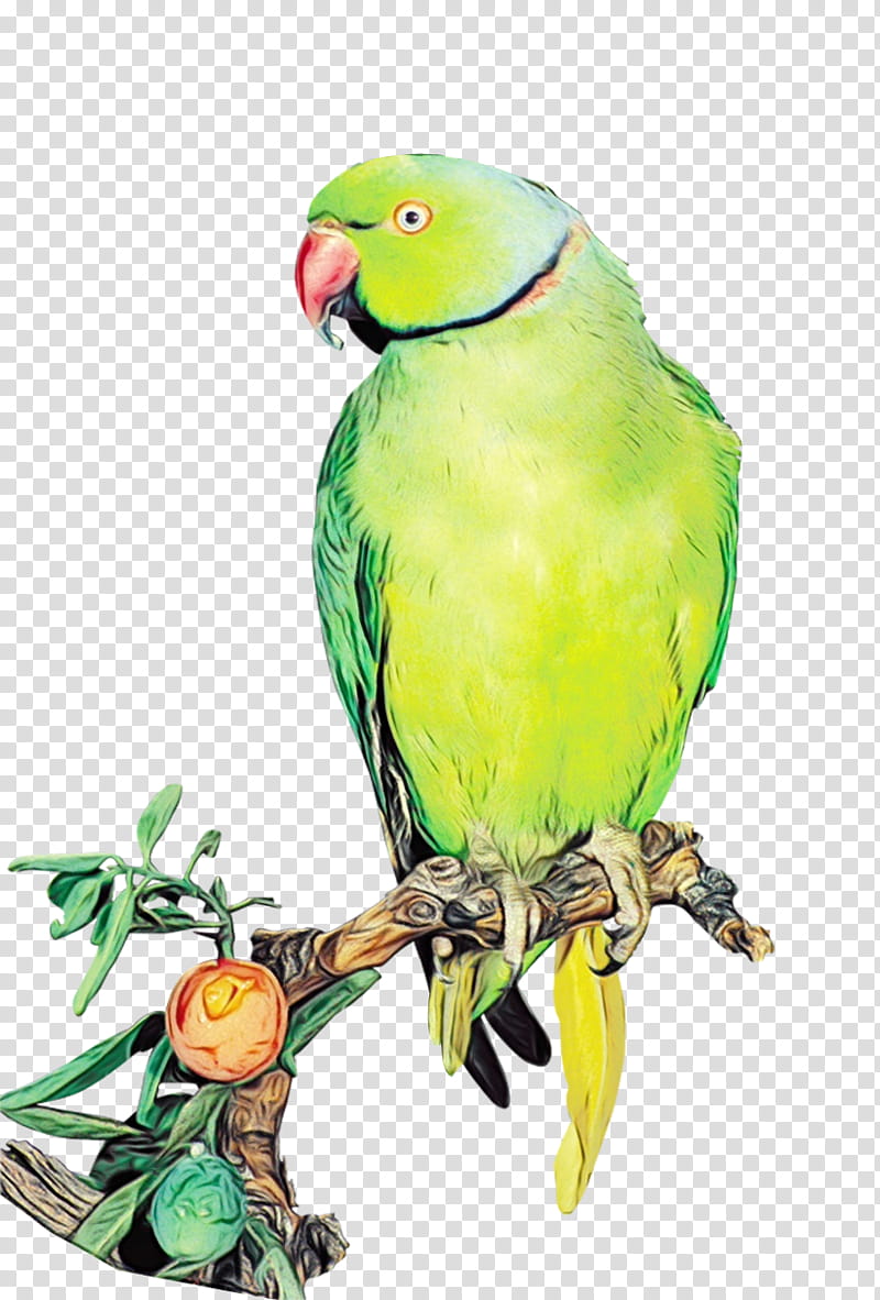 Lovebird, Watercolor, Paint, Wet Ink, Parrot, Parakeet, Green, Beak transparent background PNG clipart