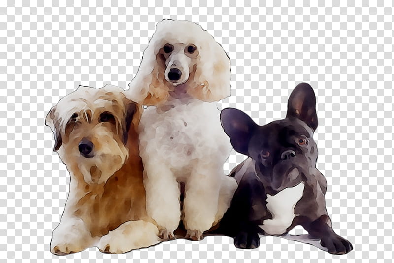 Gun, Cockapoo, Cavapoo, Dog Walking, Companion Dog, Pet Taxi, Pet Sitting, Paw transparent background PNG clipart