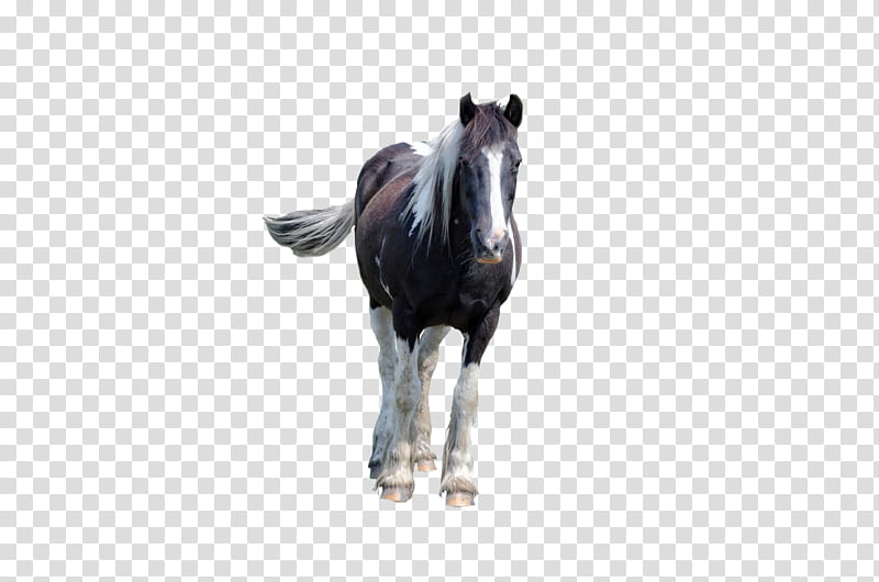 Horse, black and white horse transparent background PNG clipart