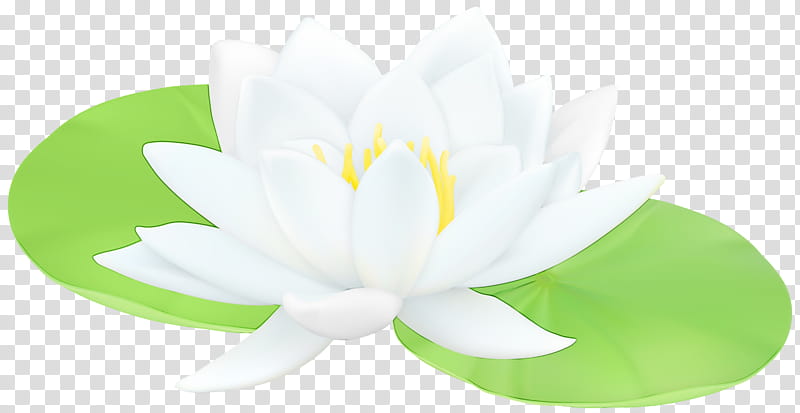 Lotus, Watercolor, Paint, Wet Ink, White, Green, Petal, Lotus Family transparent background PNG clipart
