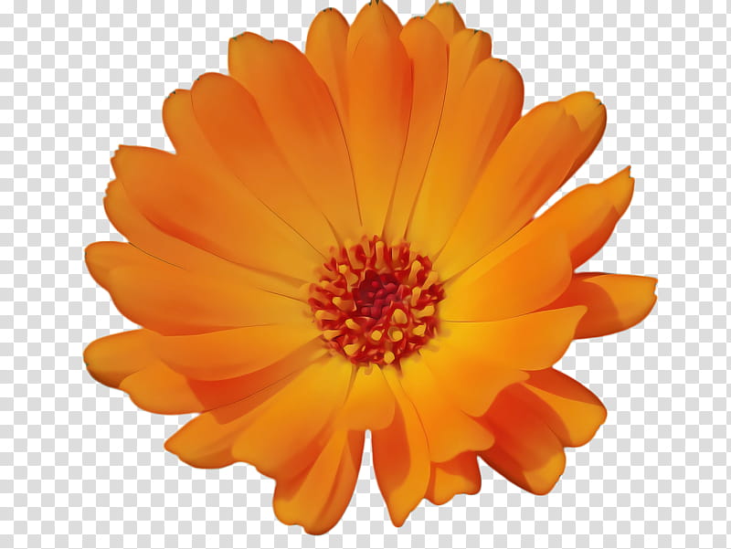 Drawing Of Family, Marigold, Blossom, Bloom, Flower, Flora, Computer Icons, transparent background PNG clipart