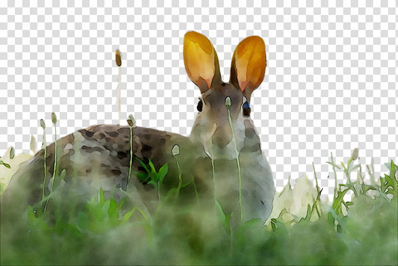 Grass, Hare, Rabbit, Snout, Mountain Cottontail, Rabbits And Hares, Wildlife, Snowshoe Hare transparent background PNG clipart