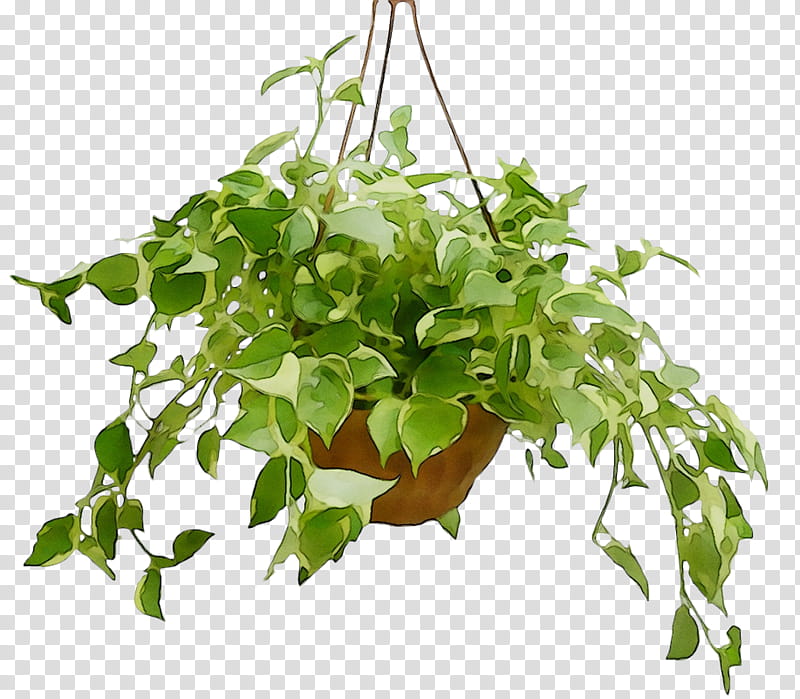 Family Tree, Flowerpot, Houseplant, Leaf, Herb, Branching, Plant Stem ...