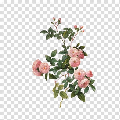 Vintage Flora Items, pink rose transparent background PNG clipart