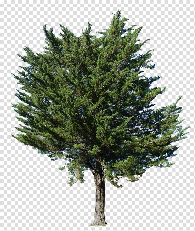 Family Tree, Fir, English Yew, Pine, Spruce, Buxus Sempervirens, Branch, Evergreen transparent background PNG clipart
