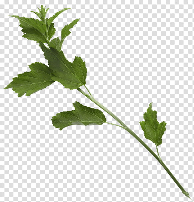 Leaf Branch, Parsley, Coriander, Spring Greens, Plant Stem, Herbalism, Plants, Flower transparent background PNG clipart