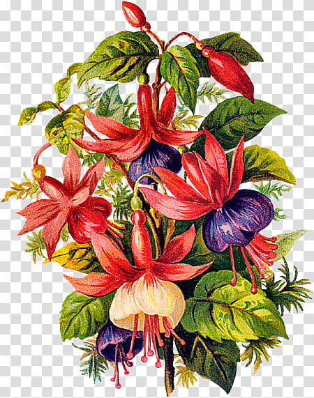 Spring Vintage s, red and purple fuchsia flowers art transparent background PNG clipart