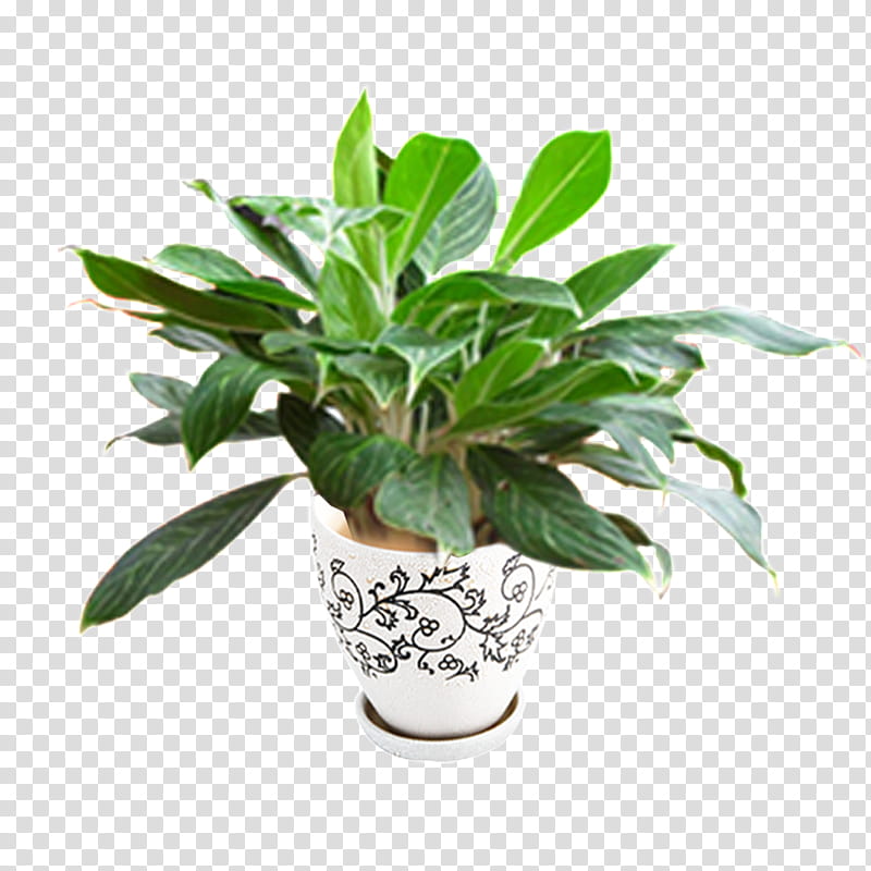 Pot Leaf, Flowerpot, Garden, Pot Ceramic, Bonsai, Plants, Succulent Plant, Cactus transparent background PNG clipart