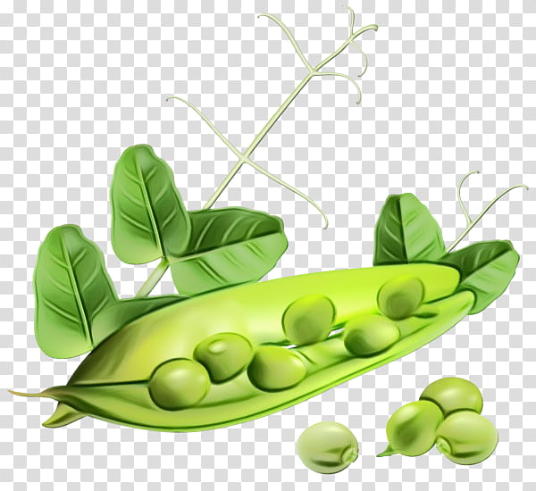 pea legume snow peas snap pea plant, Watercolor, Paint, Wet Ink, Parkia Speciosa, Leaf, Fruit, Vegetable transparent background PNG clipart