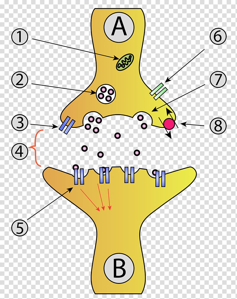 Brain, Synapse, Neuron, Synaptic Vesicle, Anatomy, Nervous System, Neurotransmitter, Chemical Synapse transparent background PNG clipart
