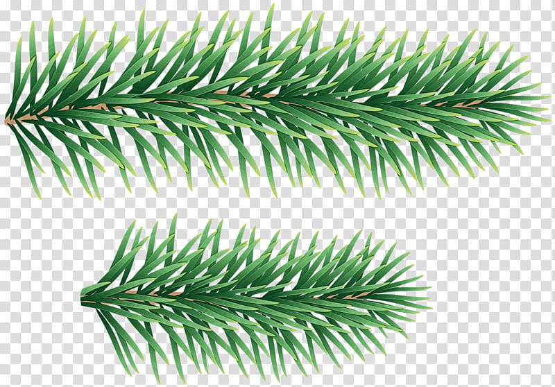 shortleaf black spruce columbian spruce balsam fir jack pine yellow fir, Watercolor, Paint, Wet Ink, White Pine, Sugar Pine, Colorado Spruce, Red Pine transparent background PNG clipart