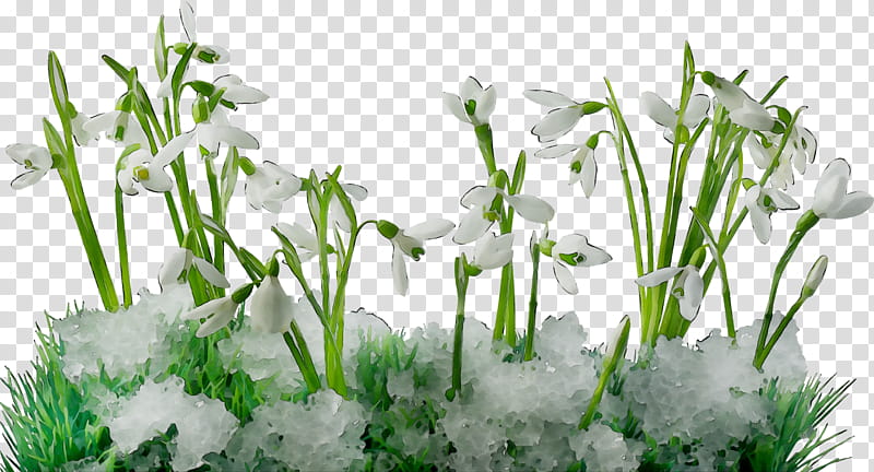 Grass, Snowdrop, Flower, Computer, Grasses, Family, Plant, Galanthus transparent background PNG clipart
