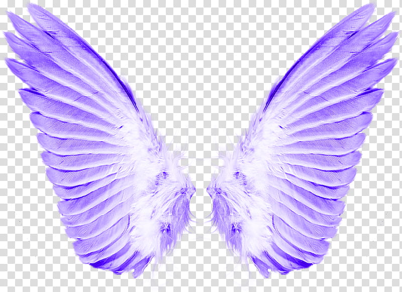 PART Material, purple wings transparent background PNG clipart