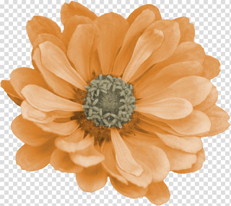 Smile Scrap Kit Freebie, yellow flower transparent background PNG clipart