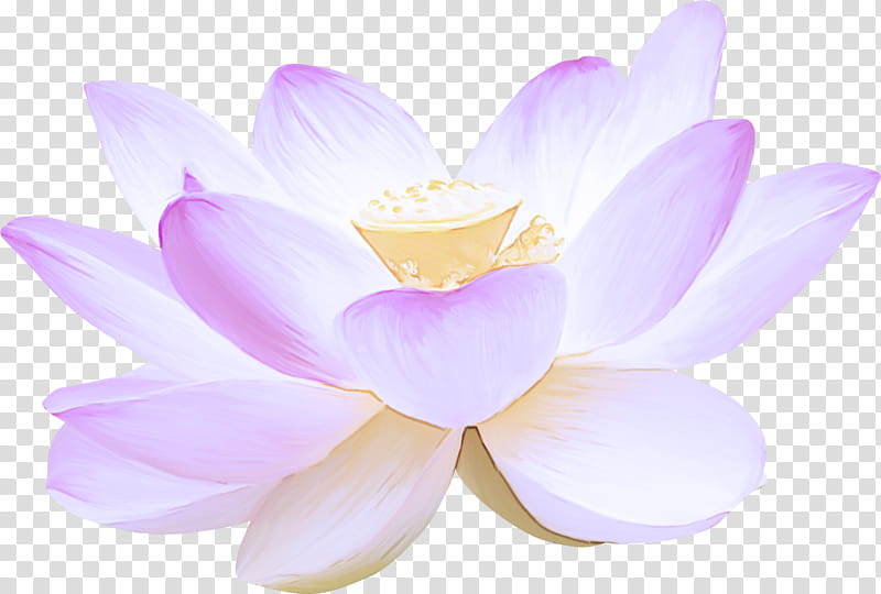 Lotus, Petal, Flower, White, Lotus Family, Sacred Lotus, Aquatic Plant, Flowering Plant transparent background PNG clipart