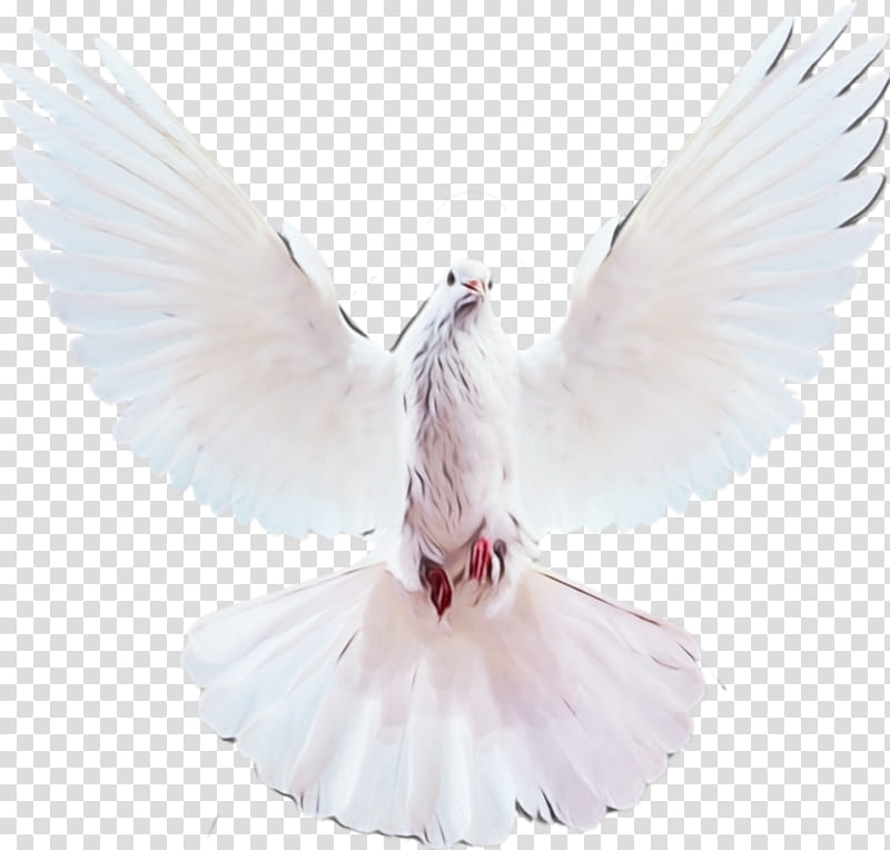Feather, Watercolor, Paint, Wet Ink, White, Wing, Pink, Pigeons And Doves transparent background PNG clipart