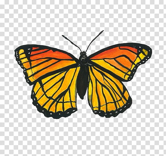 SA Y PEOPLE, orange and black butterfly illustration transparent background PNG clipart