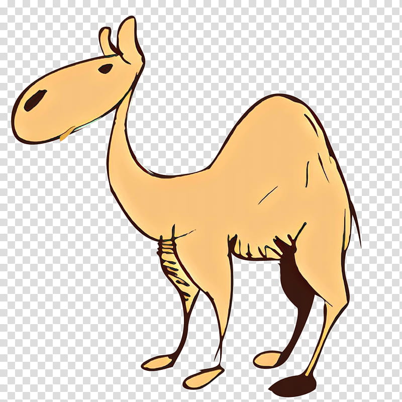 Llama, Dromedary, Desert, Cartoon, Animal, Drawing, Animation, Xerocole transparent background PNG clipart