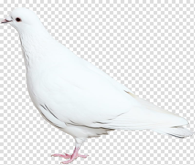 Dove Logo, Pigeons And Doves, Rock Dove, Bird, White, Advertising, Poster, Feather transparent background PNG clipart