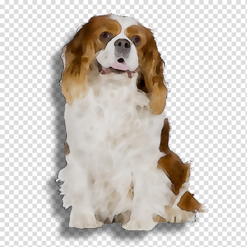 Retro, Welsh Springer Spaniel, Cavalier King Charles Spaniel, Puppy, Companion Dog, Refrigerator Magnets, Pet, Animal transparent background PNG clipart