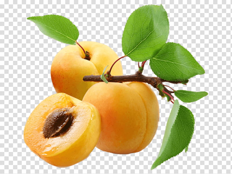Peach Flower, Apricot, Fruit, Jam, Apricot Jam, Dried Apricot, Apricot Oil, European Plum transparent background PNG clipart