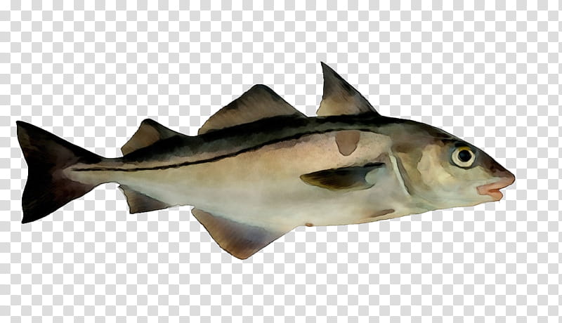 fish fish haddock cod bony-fish, Watercolor, Paint, Wet Ink, Bonyfish, Perch, Fin transparent background PNG clipart