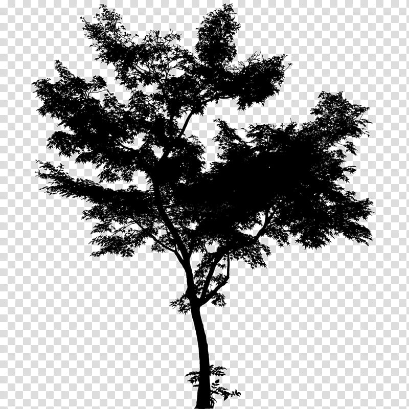 Family Tree, Pine Family, Branch, Leaf, Twig, Ecology, Zhuhai, China transparent background PNG clipart