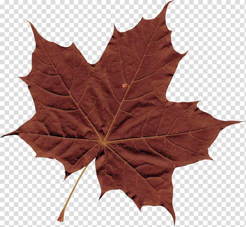 Leaves  , brown maple leaf transparent background PNG clipart