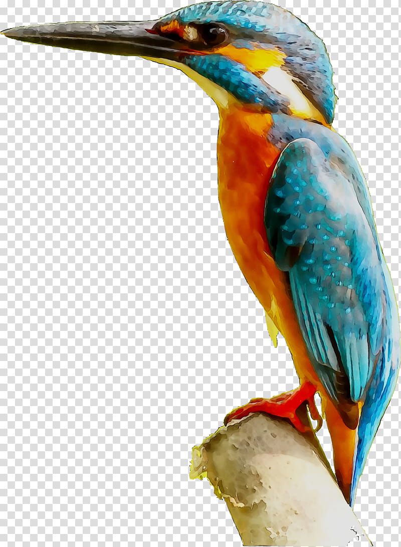 Hornbill Bird, Kingfisher, Toucan, Little Kingfisher, Beak, Feather, Iridescence, Artist transparent background PNG clipart
