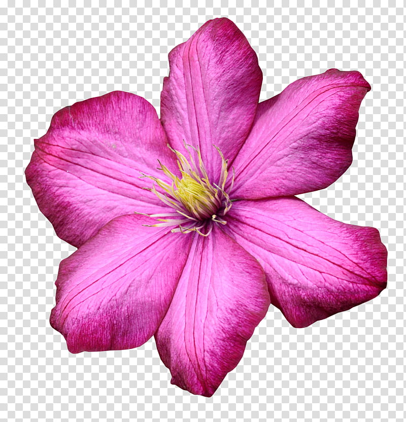 RENDERS Flowers, pink clematis flower art transparent background PNG clipart