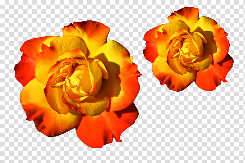 Flowers, Rose, Color, Orange, Yellow, Petal, Plant, Tagetes transparent background PNG clipart