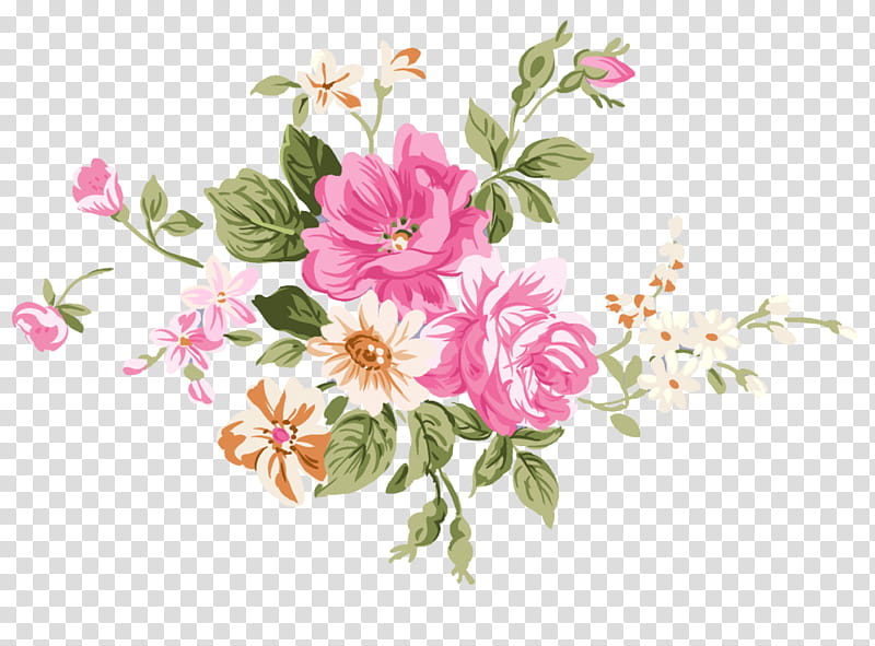 Rose, Flower, Flowering Plant, Pink, Prickly Rose, Petal, Cut Flowers, Rose Family transparent background PNG clipart