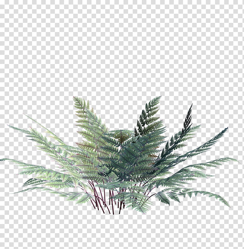ferns night and day, green leafed fern transparent background PNG clipart