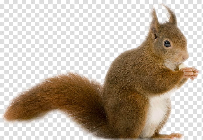 Red Tree, Chipmunk, Red Squirrel, Cat, Tree Squirrel, Sciurinae, Animal, Eurasian Red Squirrel transparent background PNG clipart