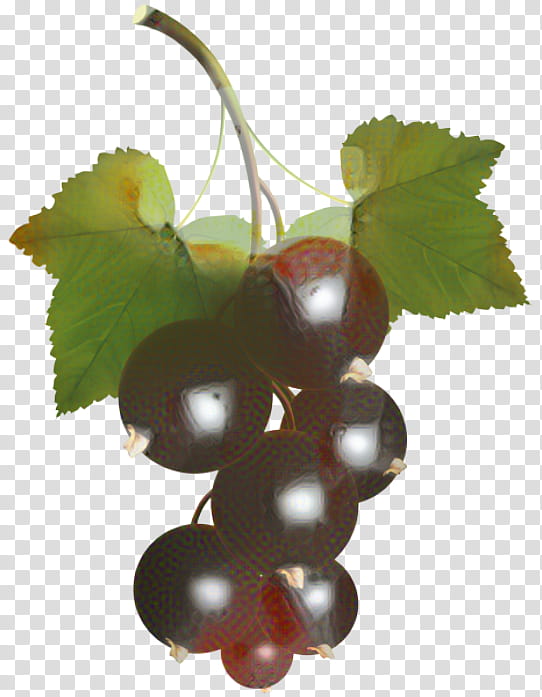 Leaves, Zante Currant, Grape, White Currant, Blackcurrant, Redcurrant, Jabuticaba, Berries transparent background PNG clipart