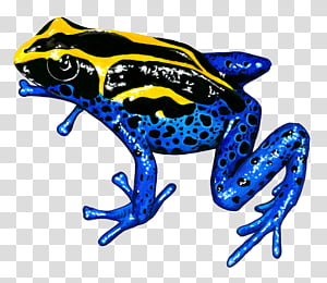 Dart frog by Ryan Nickens  rtattoo