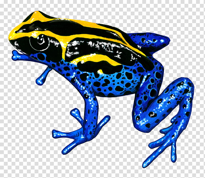Tree Silhouette Toad Frog Poison Dart Frog True Frog Tree Frog