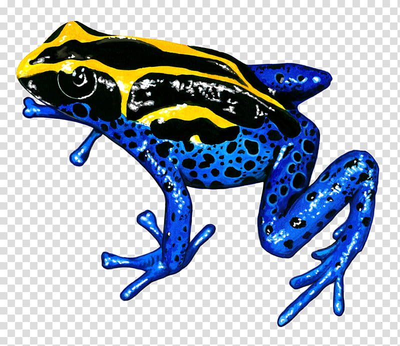 blue tree frog clip art