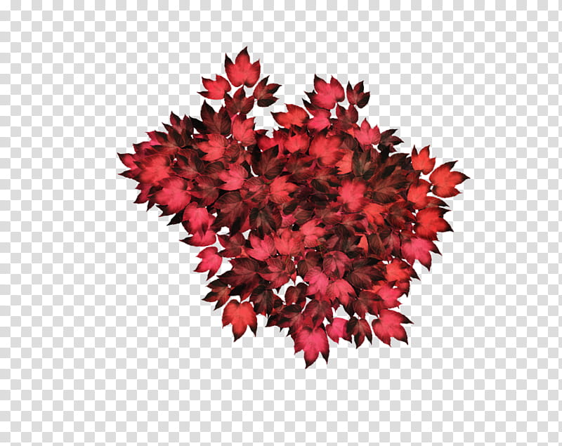 D Poison Ivy, red-leafed plant transparent background PNG clipart