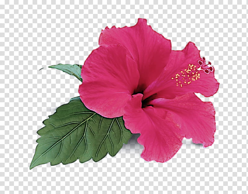 flower flowering plant petal hibiscus pink, Hawaiian Hibiscus, Chinese Hibiscus, Mallow Family transparent background PNG clipart