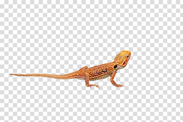 Dragon, Central Bearded Dragon, Lizard, Eastern Bearded Dragon, Agamid Lizards, Bearded Dragons, Reptile, Newt transparent background PNG clipart