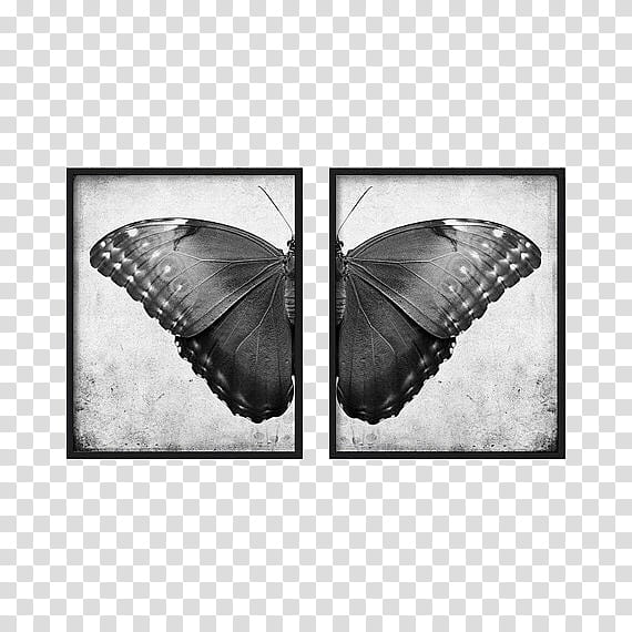 , black butterfly -panel paintings transparent background PNG clipart