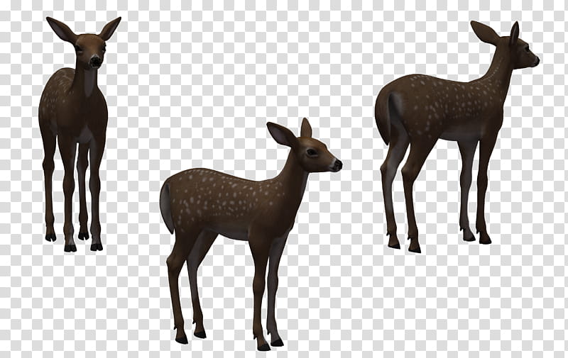 Deer Fawn , three doe graphics transparent background PNG clipart
