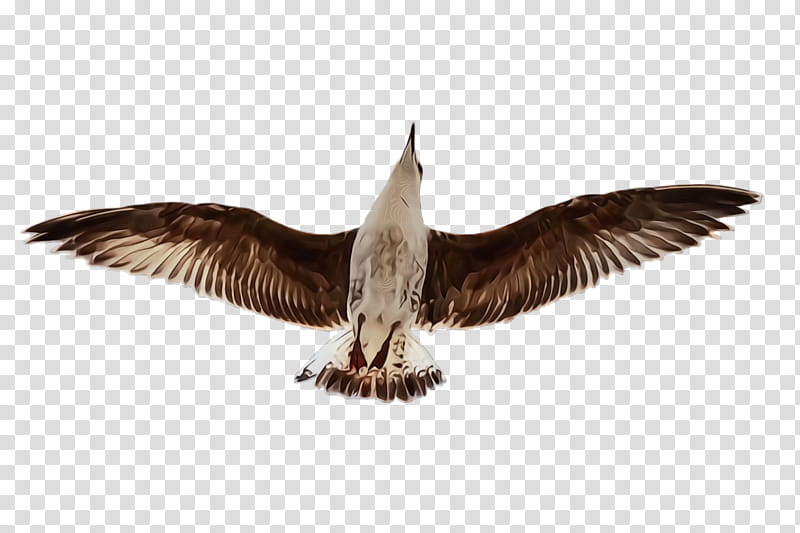 bird wing beak seabird skua, Watercolor, Paint, Wet Ink, Eagle, Wildlife, Gull, Falconiformes transparent background PNG clipart