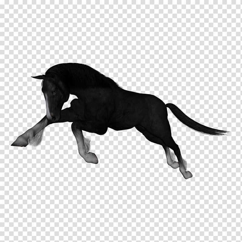 D Horses , black horse transparent background PNG clipart