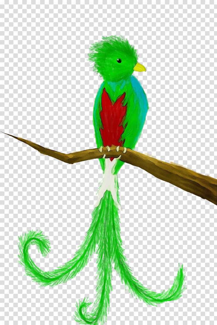quetzal green parrot budgie parakeet, Watercolor, Paint, Wet Ink, Fictional Character, Bird, Beak, Tail transparent background PNG clipart