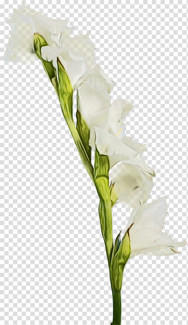 flower flowering plant white plant cut flowers, Watercolor, Paint, Wet Ink, Gladiolus, Petal, Pedicel, Bouquet transparent background PNG clipart