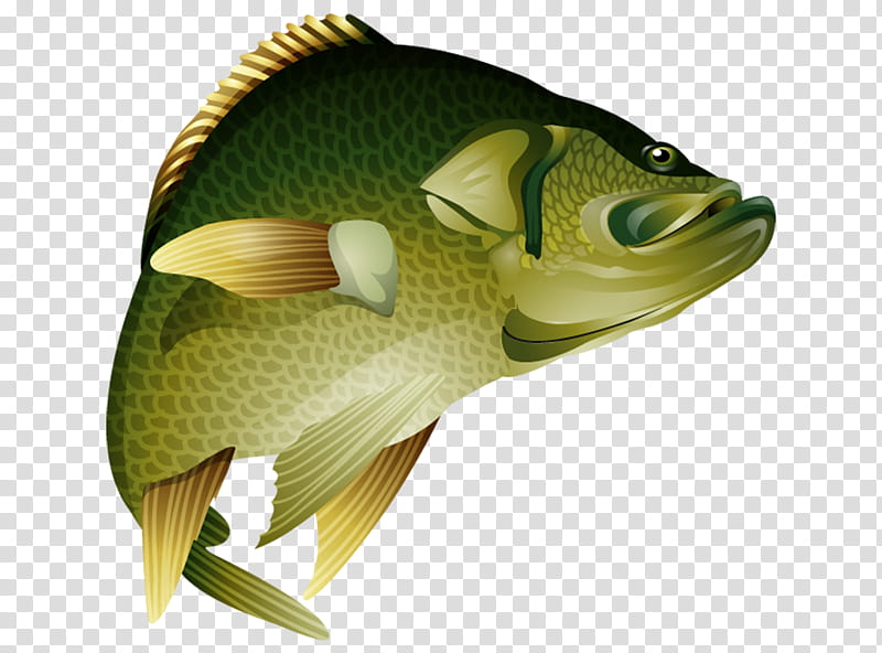 Fishing, Perch, Bass, Black Crappie, Game Fish, Bluegill, Freshwater Fish, Largemouth Bass transparent background PNG clipart