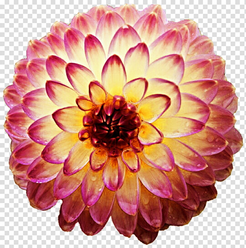 Payson Dahlia transparent background PNG clipart