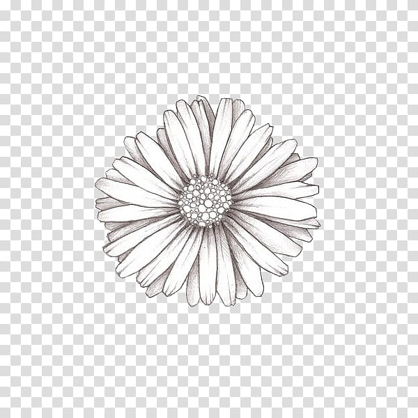 BLACK AND WHITE S, daisy sketch transparent background PNG clipart
